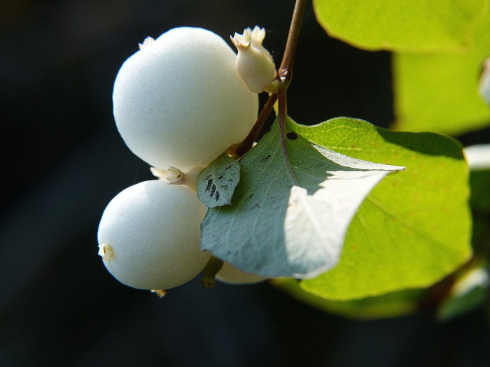 common，snowberry，symphoricarpas albus，common snowberry，albus，玩具鱼雷，帽子炸弹，植物