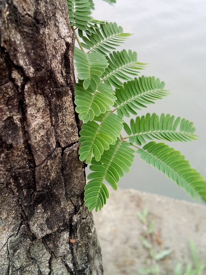 树，树苗，光照，光量，植物，生长，绿色，清新