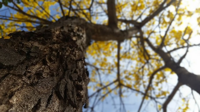 黄色ipê，树，自然，植物，树干，树干，低角度视图，树枝