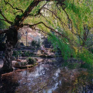 植物、树木、土地、户外、自然、水、树干、植被 植物、树木、土地、户外、自然、水、树干、植被