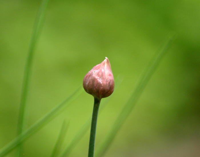 韭菜芽，芽，韭菜，韭菜，草本，植物，亲近，自然之美