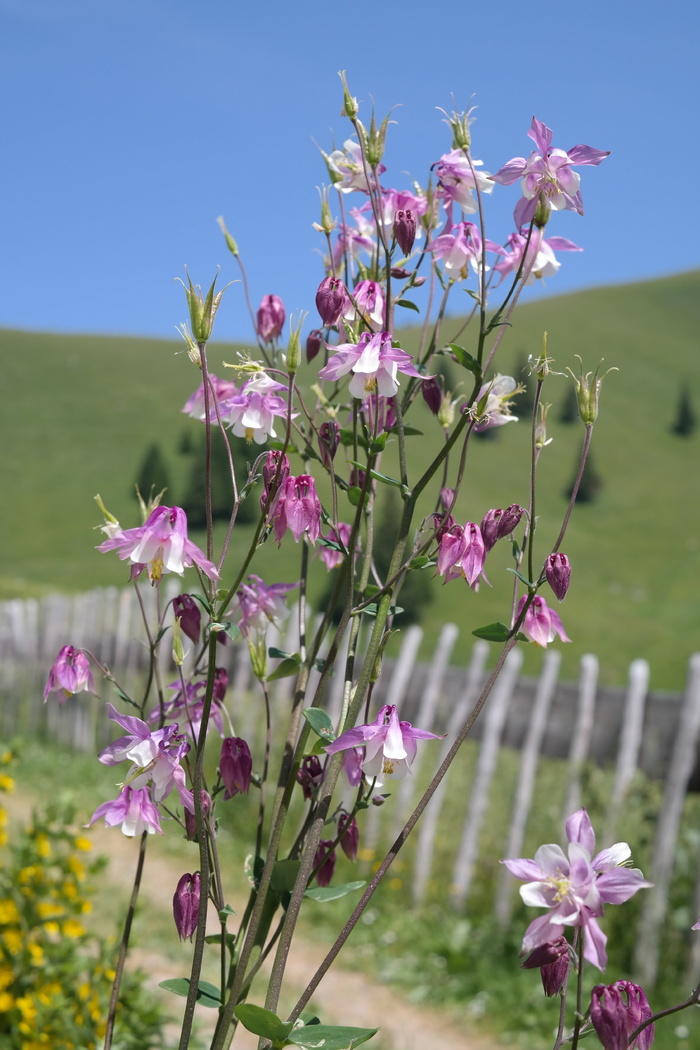 columbine、flower、bloom、bloom、white pink、pink purple、aquilegia、hahnenfußgewächs