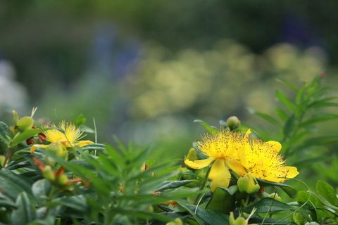 贯叶连翘,黄花,金丝桃科,草药,原产于欧洲,原产于亚洲,传统医学,抗抑郁药 贯叶连翘,黄花,金丝桃科,草药,原产于欧洲,原产于亚洲,传统医学,抗抑郁药