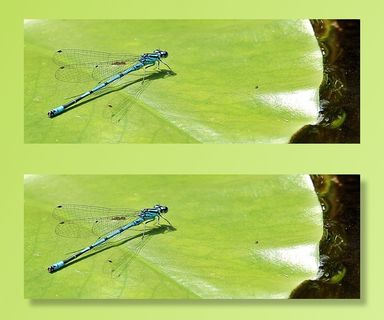 聚焦摄影，蜻蜓，绿色，叶子，聚焦，摄影，绿叶，蓝色