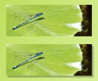 聚焦摄影，蜻蜓，绿色，叶子，聚焦，摄影，绿叶，蓝色