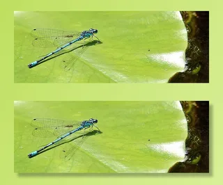 聚焦摄影，蜻蜓，绿色，叶子，聚焦，摄影，绿叶，蓝色