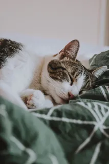 银斑猫,猫,床,睡觉,休息,耳朵,鼻子,脸 银斑猫,猫,床,睡觉,休息,耳朵,鼻子,脸