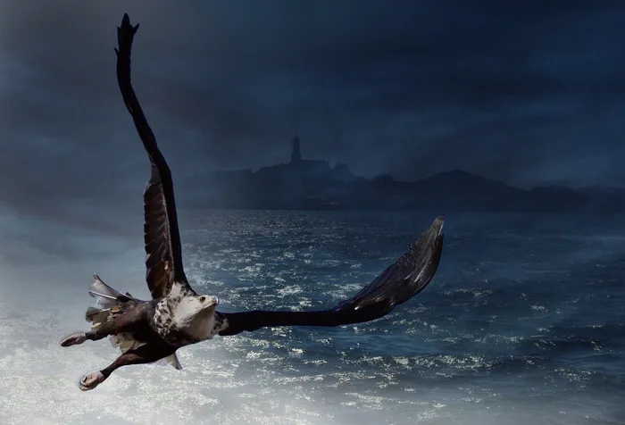 阿德勒, 白头鹰, 海, 鸟, 动物, 白尾鹰, 鸷鸟, 猛禽