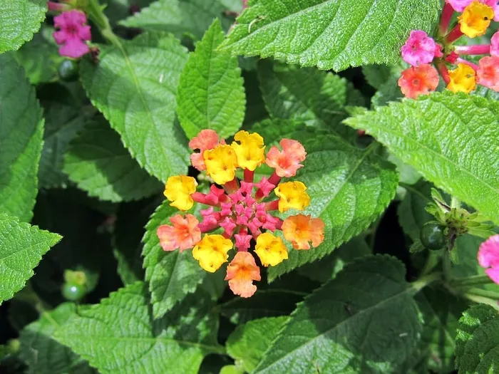 马缨丹，花，大鼠尾草，野生鼠尾草，红鼠尾草，白鼠尾草，枸杞，五彩
