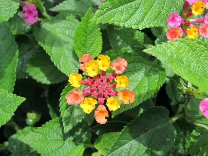 马缨丹,花,大鼠尾草,野生鼠尾草,红鼠尾草,白鼠尾草,枸杞,五彩 马缨丹,花,大鼠尾草,野生鼠尾草,红鼠尾草,白鼠尾草,枸杞,五彩