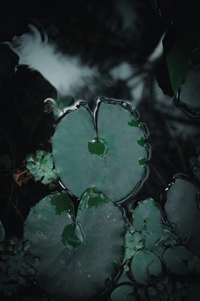 百合荚在水体上