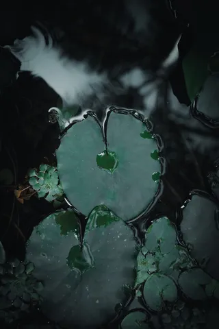 百合荚在水体上