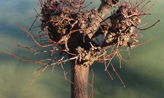 植物，野生玫瑰，玫瑰果，斯特伦克，背景，湖泊，二月，关闭
