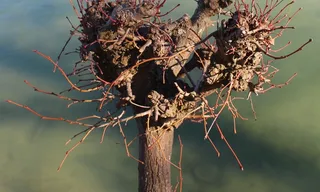 植物，野生玫瑰，玫瑰果，斯特伦克，背景，湖泊，二月，关闭