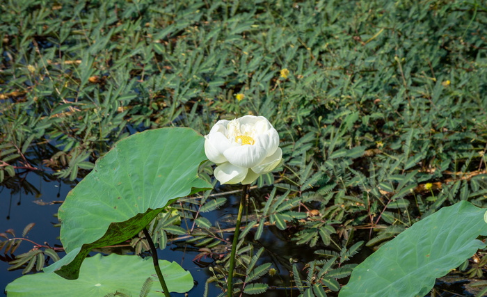 花，莲花，自然，夏天，绿色，植物，花朵，亚洲