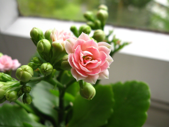 kalanchoe，花，粉色，绿色，白色，窗带，窗户，厚板温室