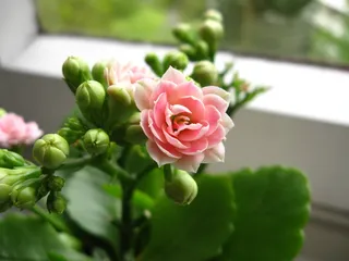 kalanchoe，花，粉色，绿色，白色，窗带，窗户，厚板温室