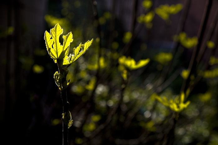 光，无花果，叶子，花园，植物，幼树，çaycuma，土耳其