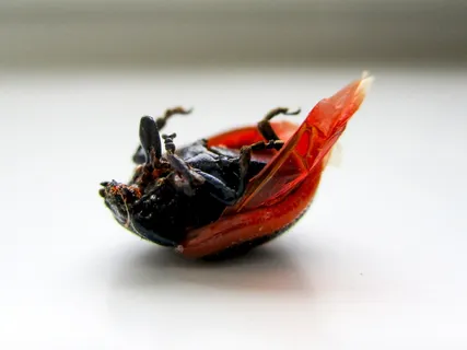 甲虫, 销毁, 昆虫, 宏, 动物, 甲壳素是, 膜状翅膀, 关节腿