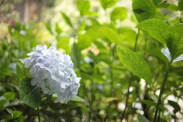 植物，花朵，天竺葵，花朵，植被，灌木，户外，陶器