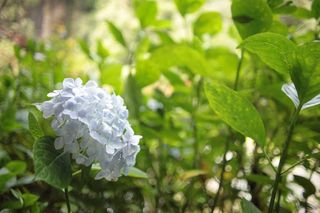 植物，花朵，天竺葵，花朵，植被，灌木，户外，陶器