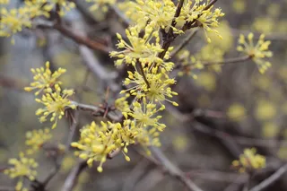 黄色，花朵，山茱萸樱桃，春天，美丽，植物，生长，开花植物