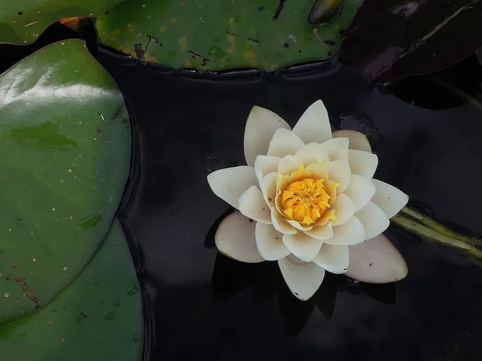 水体上的白莲花