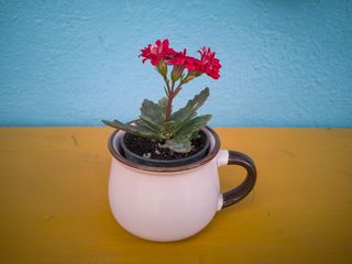 盆栽植物特写照片