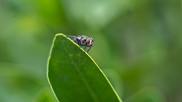 苍蝇、昆虫、宏、害虫、烦人、飞行、虫子、生物