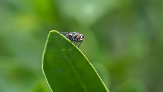 苍蝇、昆虫、宏、害虫、烦人、飞行、虫子、生物 苍蝇、昆虫、宏、害虫、烦人、飞行、虫子、生物