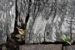 木材，天然，椅子，座椅，天然产品，座椅，结构，纹理