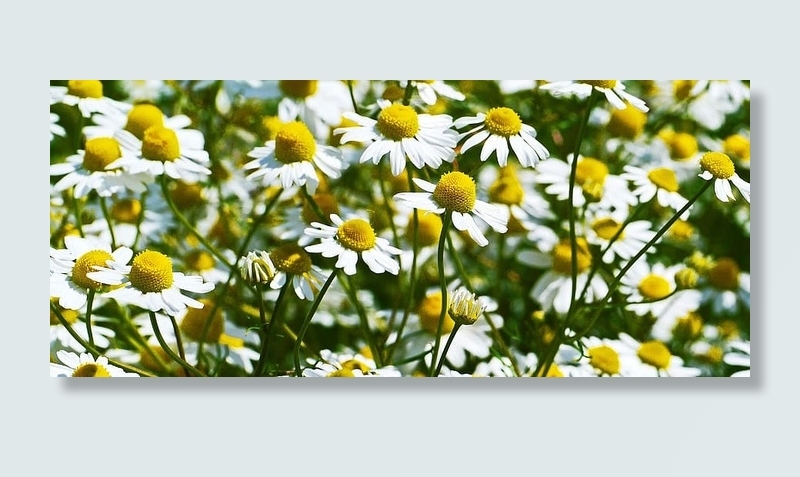 特写摄影，白色，菊花，白天，洋甘菊，花朵，布吕滕米尔，玉米地