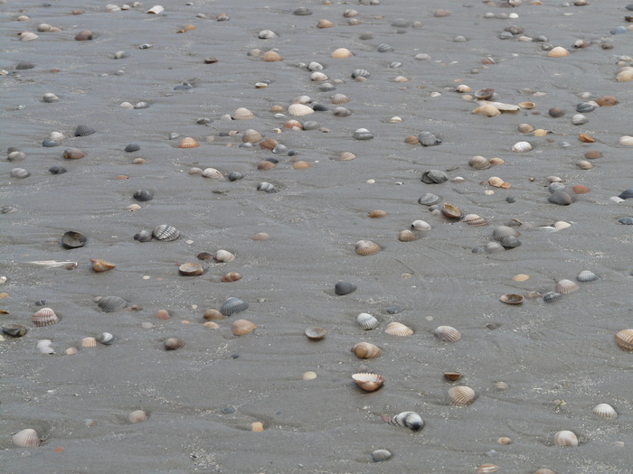 海滩，沙子，贻贝，Cockles，Cardiidae，海滩，沙子，性病，背景