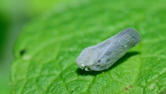 昆虫，奇怪的昆虫，宏，小，自然，多样性，怪人，动物