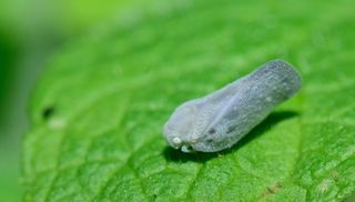 昆虫，奇怪的昆虫，宏，小，自然，多样性，怪人，动物