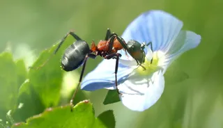 选择性，微距摄影，黑色，红色，蚂蚁，栖息，白色，花瓣花