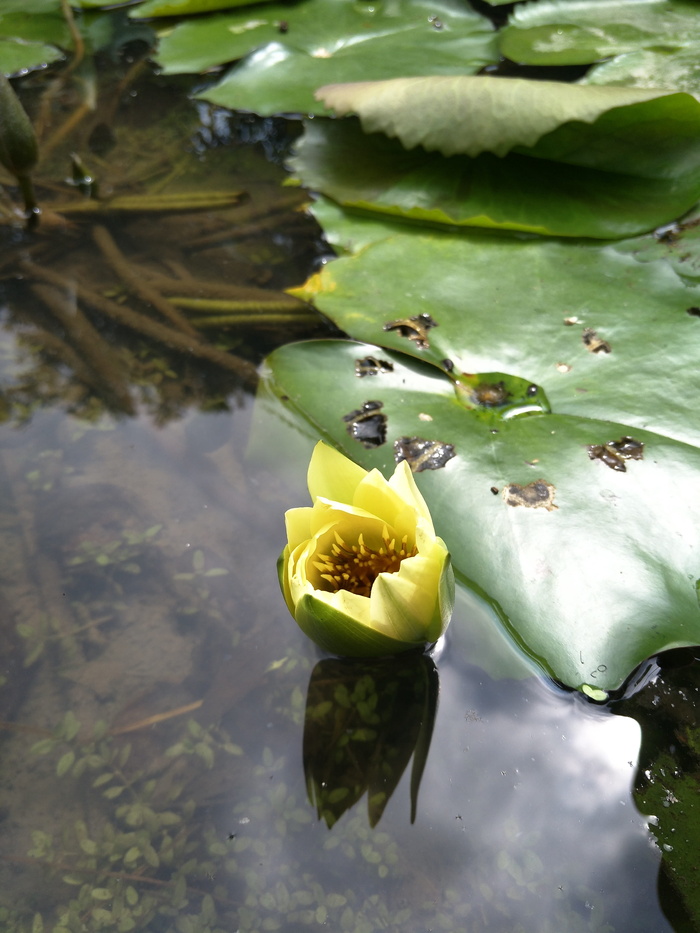 睡莲、莲花、植物、花、水、自然之美、生长、湖泊
