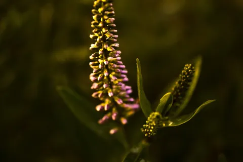 花, 植物, 绿色, 自然, 日落, cotnrast, 宏观, 特写