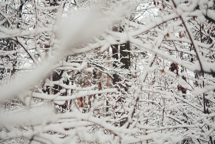 雪树，冬天平静，冬天福勒斯特，新年，平静，寒冷，雪，树