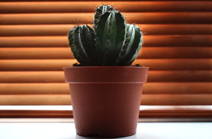 仙人掌, 植物, 室内植物, 室内, 颜色, 多彩, 棕色 仙人掌, 植物, 室内植物, 室内, 颜色, 多彩, 棕色