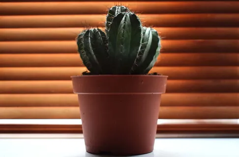 仙人掌, 植物, 室内植物, 室内, 颜色, 多彩, 棕色 仙人掌, 植物, 室内植物, 室内, 颜色, 多彩, 棕色