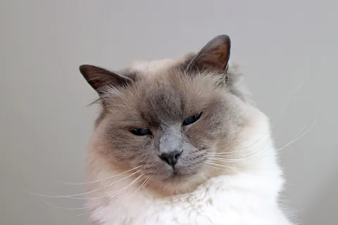 神圣鸟人,猫,阿迪达斯,繁殖猫,宠物,家畜,动物,家畜 神圣鸟人,猫,阿迪达斯,繁殖猫,宠物,家畜,动物,家畜