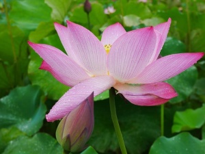 植物，莲花，雨，湖北，武汉，开花植物，花，花瓣