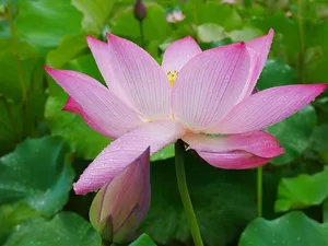 植物，莲花，雨，湖北，武汉，开花植物，花，花瓣