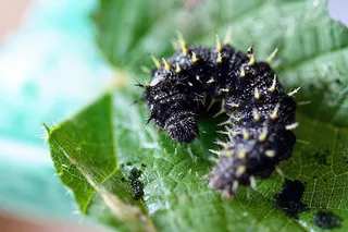 毛毛虫，近距离，巨距，尖状，叶，无脊椎动物，植物部分，特写