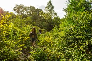 法国，钱伯纳斯，树木，绿色，颜色，图片，水，河流