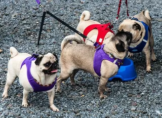 狗，宠物，可爱，动物，哈巴狗，狗，家养，宠物