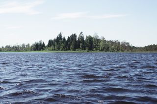 平静、身体、水、松树、树木、正面、河流、湖泊