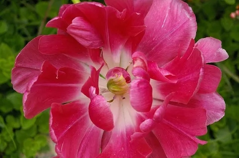郁金香,春天,开花,开花,春天的一天,粉红色,花瓣,开花了 郁金香,春天,开花,开花,春天的一天,粉红色,花瓣,开花了