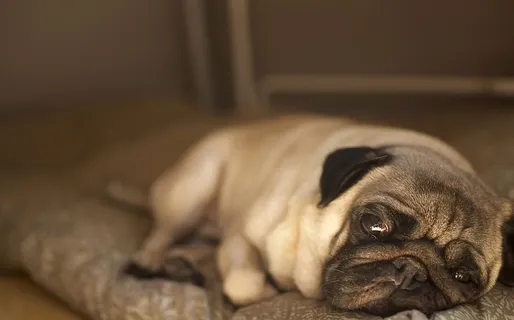 斯洛伐克，狗，睡眠，动物，最好的朋友，帕格，žilina，35毫米